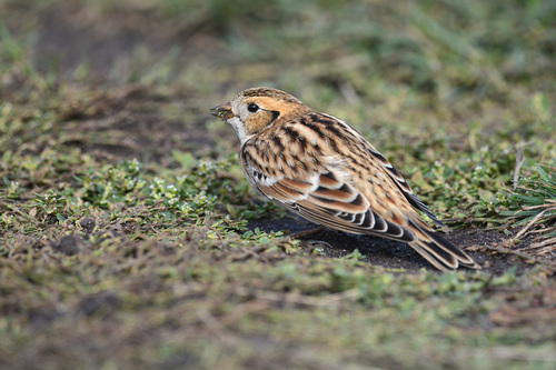 Lapland Longspur