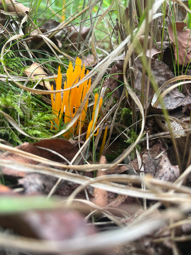 Jelly-antler