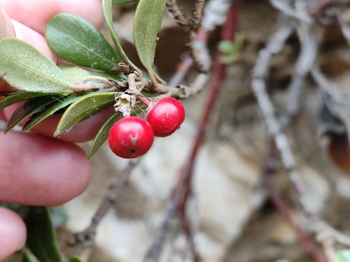 bearberry