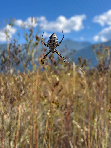 Banded Garden Spider