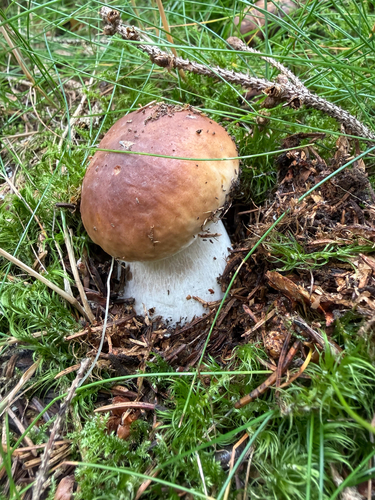 King Bolete