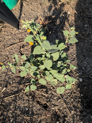 sweet Indian Mallow