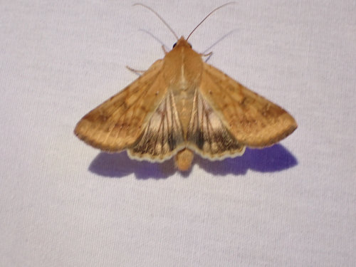 Corn Earworm Moth