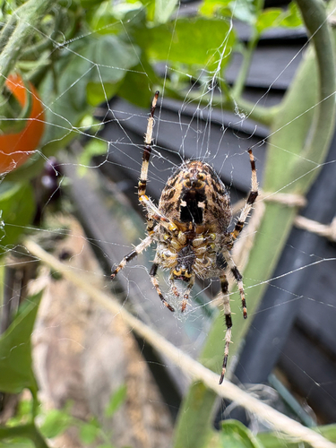 Cross Orbweaver