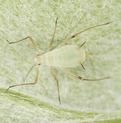 Macrosiphoniella