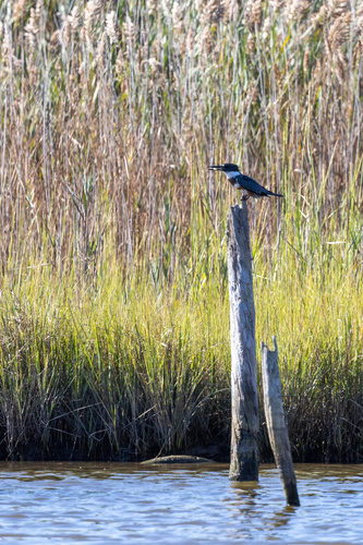 Belted Kingfisher