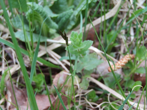 Carex praecox, photograph 2