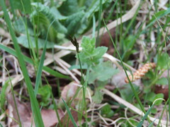 (c) snaily_naily, some rights reserved (CC BY) Carex praecox, photograph (c) snaily_naily, some rights reserved (CC BY)