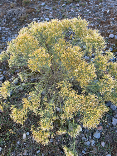 Rubber Rabbitbrush