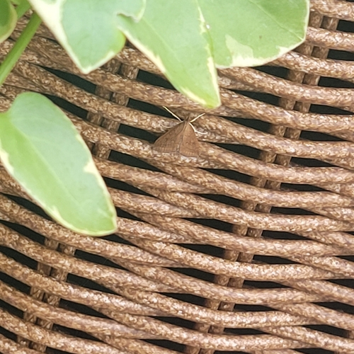 Celery Leaftier Moth