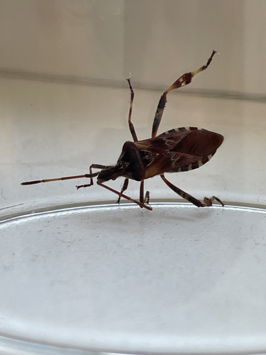 Western Conifer Seed Bug