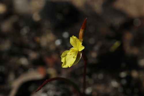 Philydrella pygmaea (Philydrella pygmaea)