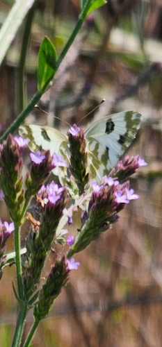 Eastern Bath White
