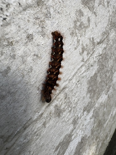 Knot Grass Moth