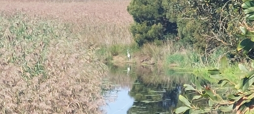 Grey Heron