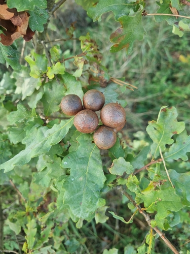 Oak Marble Gall Wasp