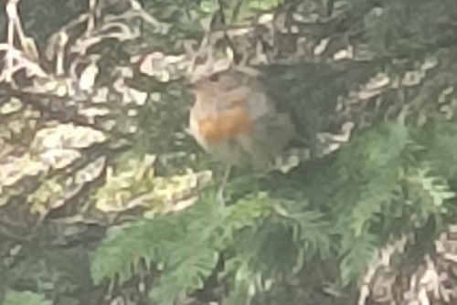 European Robin