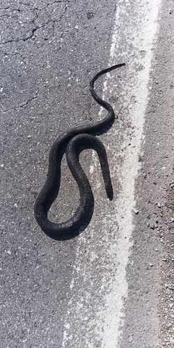 Green Whip Snake