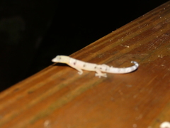 Sphaerodactylus homolepis