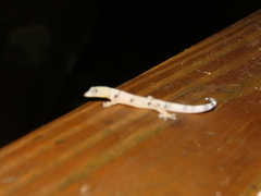 Sphaerodactylus homolepis