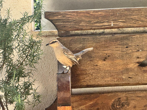 Chalk-browed Mockingbird