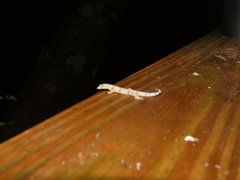 Sphaerodactylus homolepis