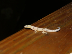 Sphaerodactylus homolepis