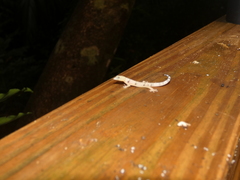 Sphaerodactylus homolepis