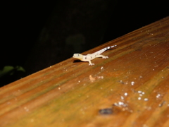 Sphaerodactylus homolepis