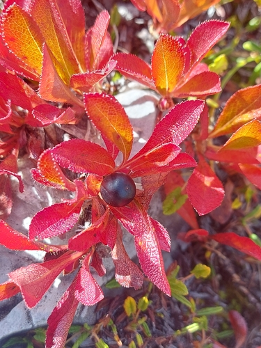 alpine bearberry