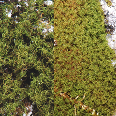 Amphidium californicum