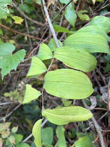 Solomon's-seal