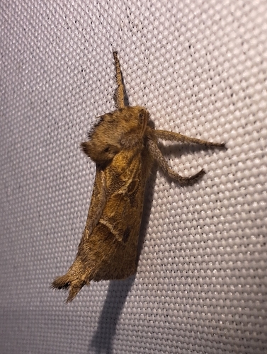 Triodia amasinus