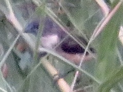 Spermestes fringilloides