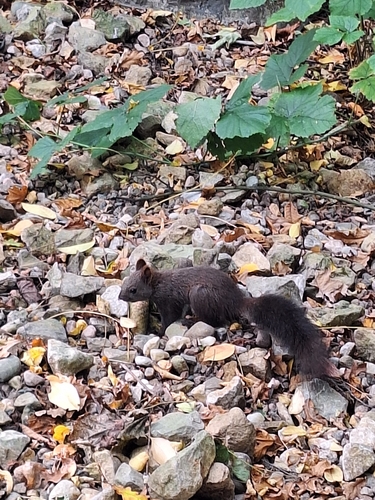 Eurasian Red Squirrel