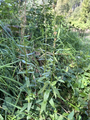 purple loosestrife