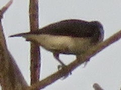 Spermestes fringilloides