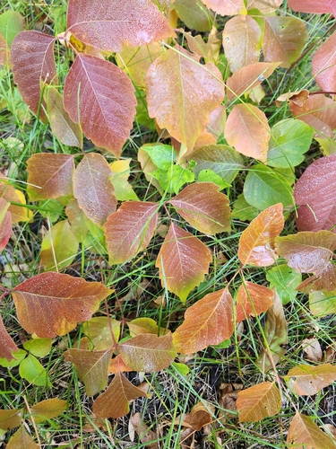 western poison ivy