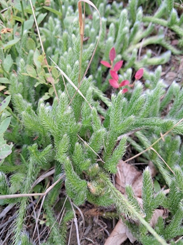 stag's-horn clubmoss