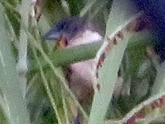 Spermestes fringilloides