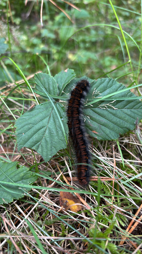 Fox Moth