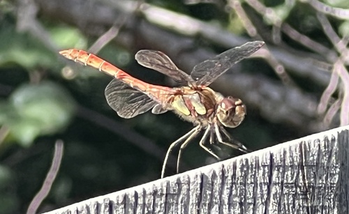 Common Darter
