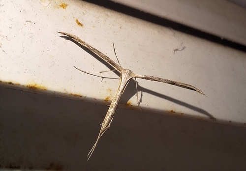 Morning-glory Plume Moth