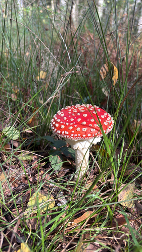 Fly Agaric