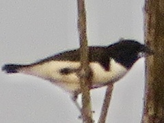 Spermestes fringilloides