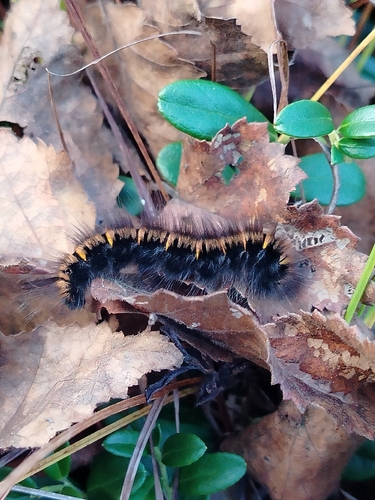 Fox Moth