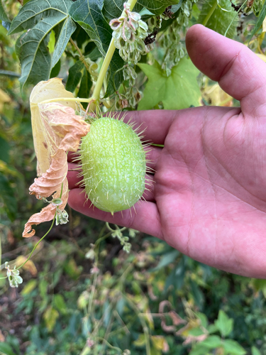 prickly cucumber