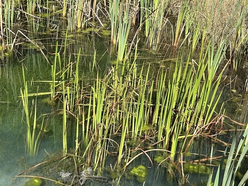 Branched Bur-reed