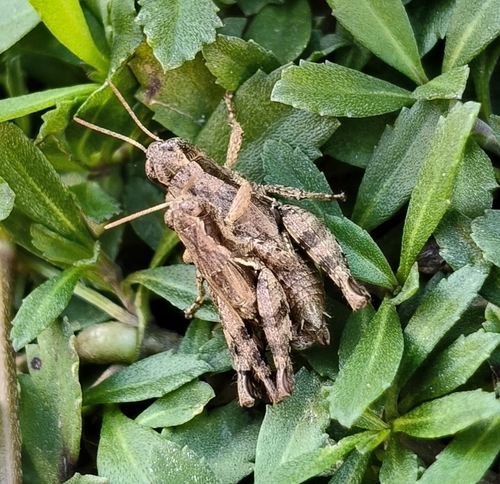 Common Maquis Grasshopper