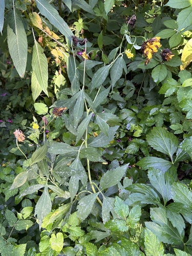 cutleaf coneflower